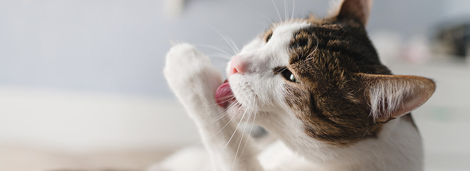 Eine Katze leckt sich mit ihrer Zunge über die Vorderpfote.